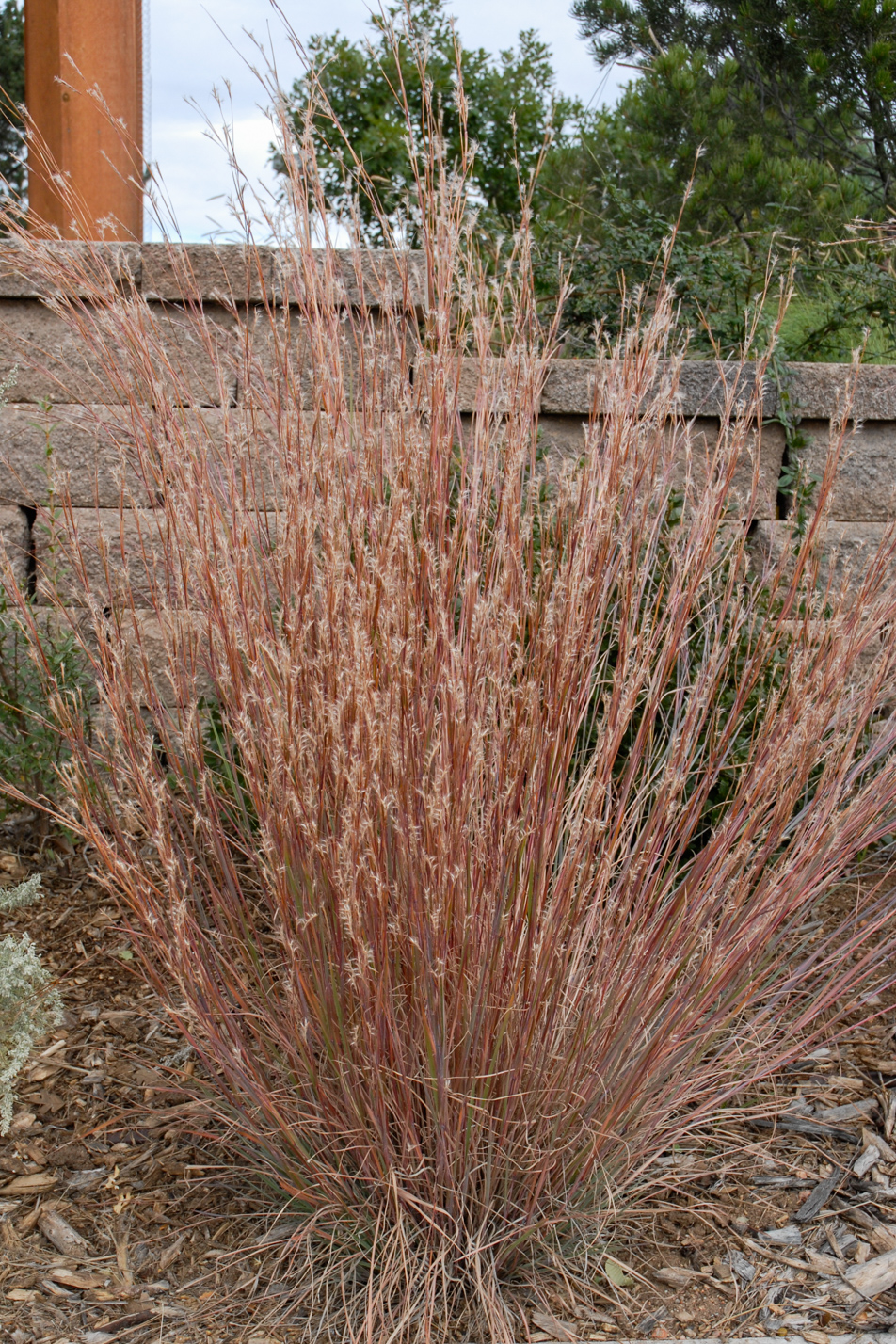 The Blues Little Bluestem